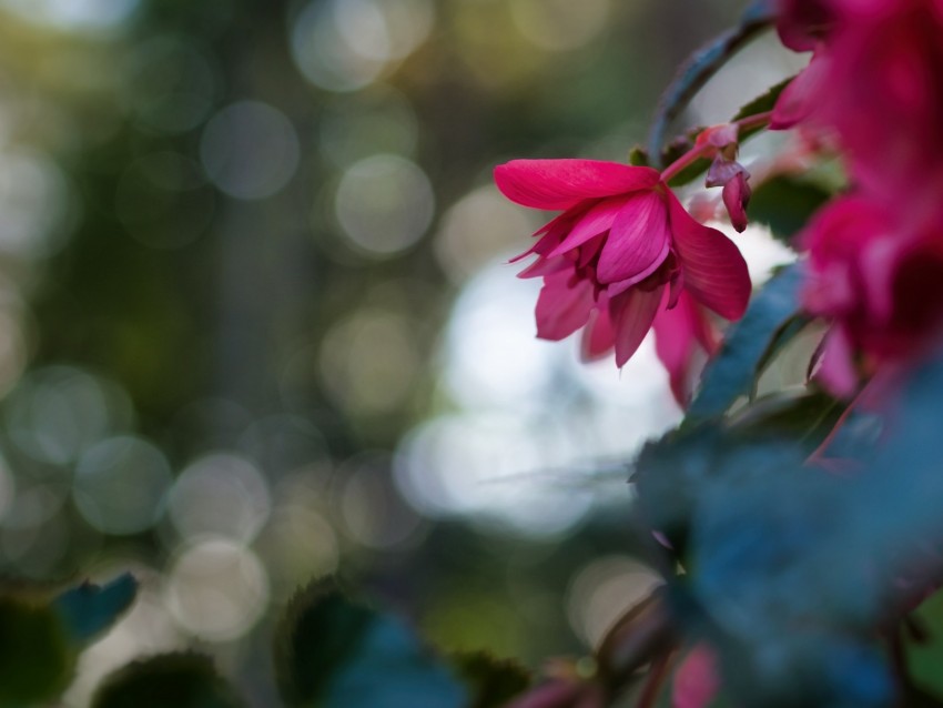 Begonia Flower Pink Macro Closeup Background