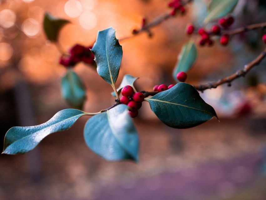 berries, branch, blur, macro