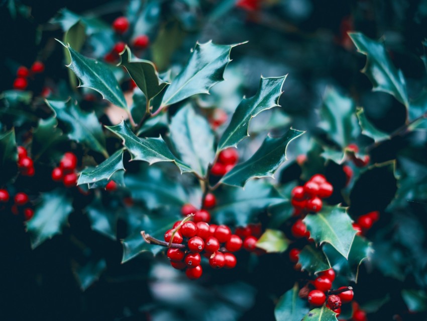 Berries Branch Macro Leaves Bush Background