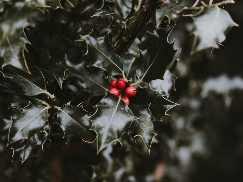 Berries Leaves Branch Blur Red Green Background