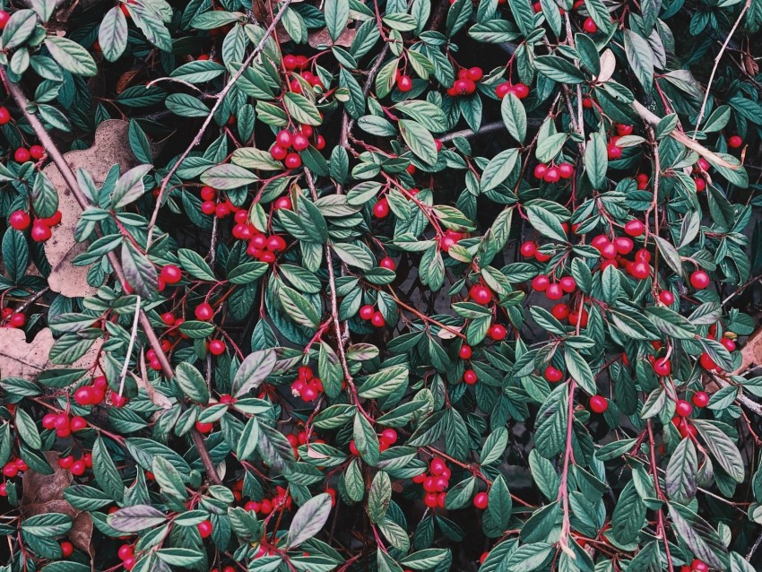 berries, leaves, branches, plant