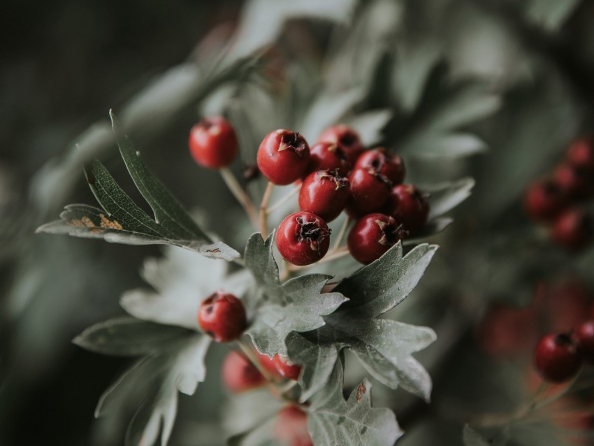 berries, red, bunch, leaves, branch