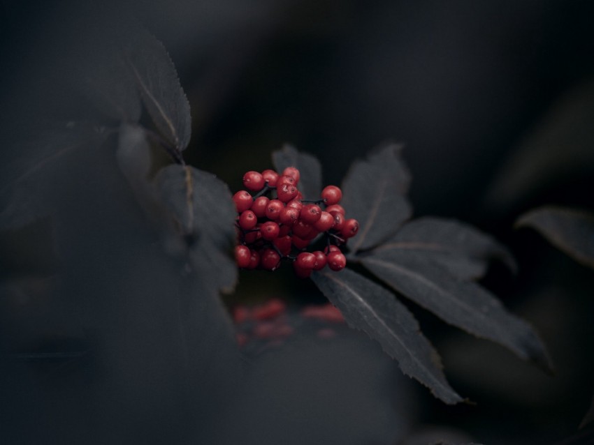 berries, red, bunch, leaves, macro