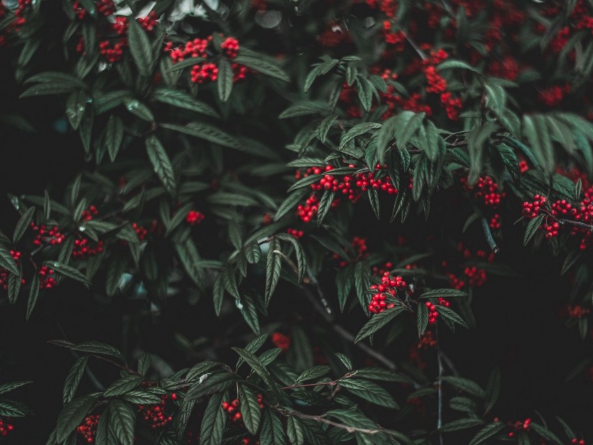 berries, tree, leaves, garden