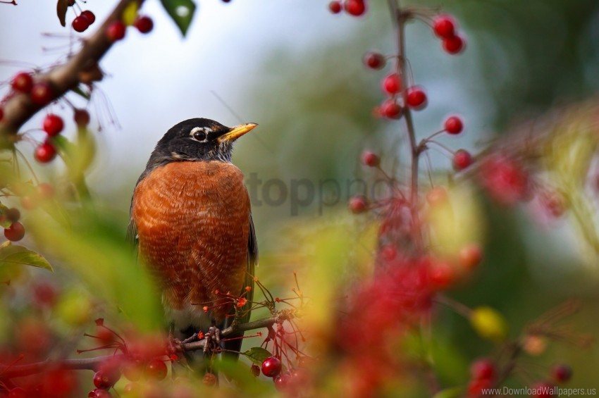 Berry Birds Branch Color Sit Wallpaper PNG Transparent Background