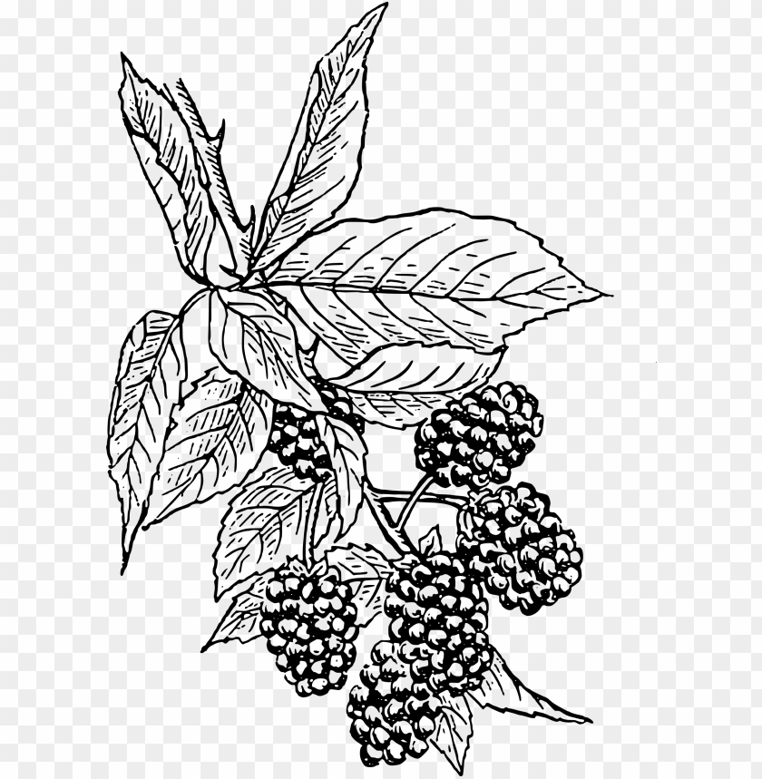 fruit, illustration, berry, vintage, food, draw, iphone