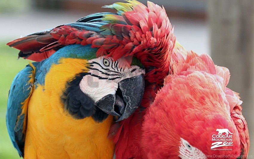 parrot, colorful birds, wildlife, exotic pets, nature photography, macaw, vibrant feathers