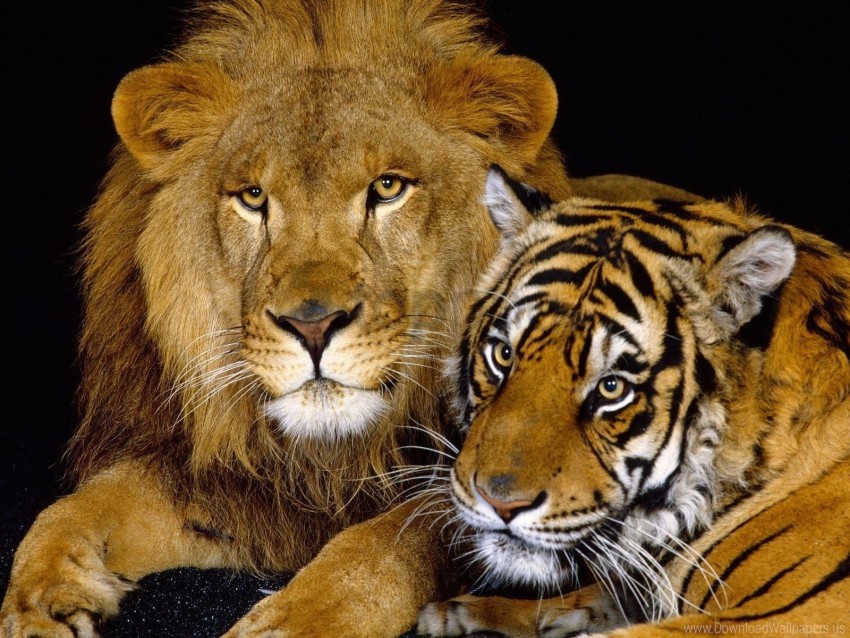 Big Cat Couple Down Lion Predator Tiger Wallpaper PNG Transparent Background