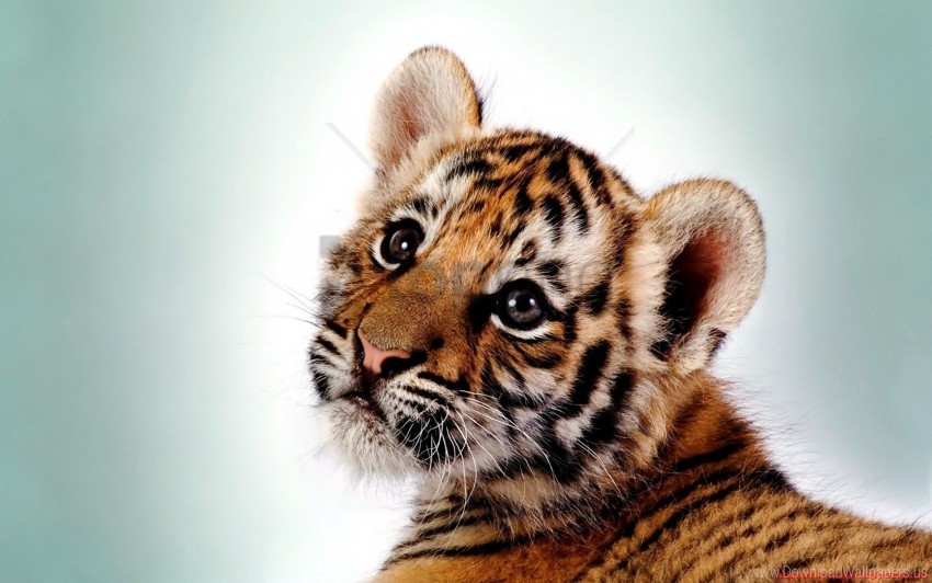 Big Cat Cub Kitten Predator Tiger Wallpaper PNG Transparent Background