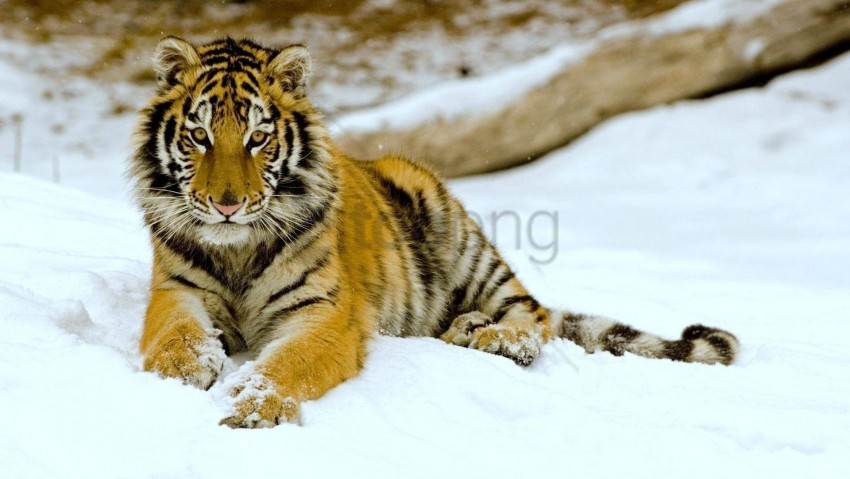 Big Cat Down Predator Snow Tiger Wallpaper PNG Transparent Background