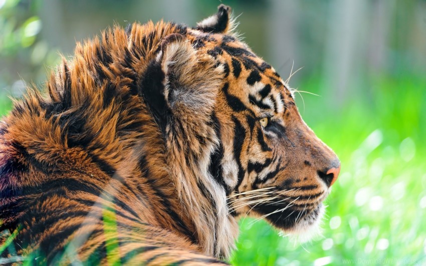 tiger, wildlife, big cat, nature, animal, fur, predator