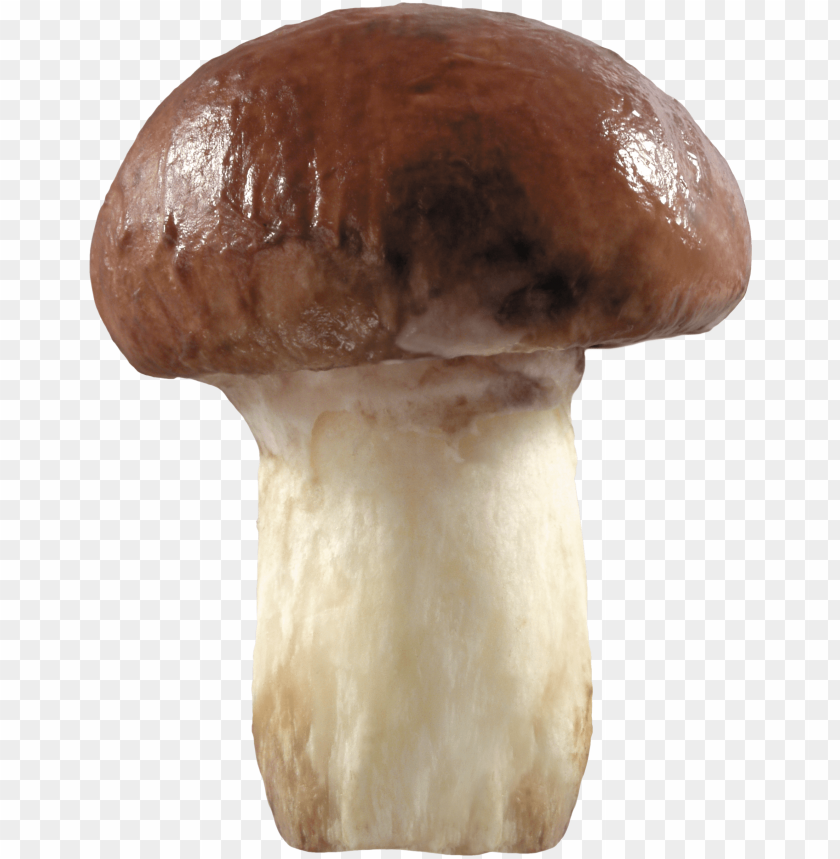 
mushroom
, 
eatable
, 
poisnous
, 
shroom
, 
brown
, 
white
