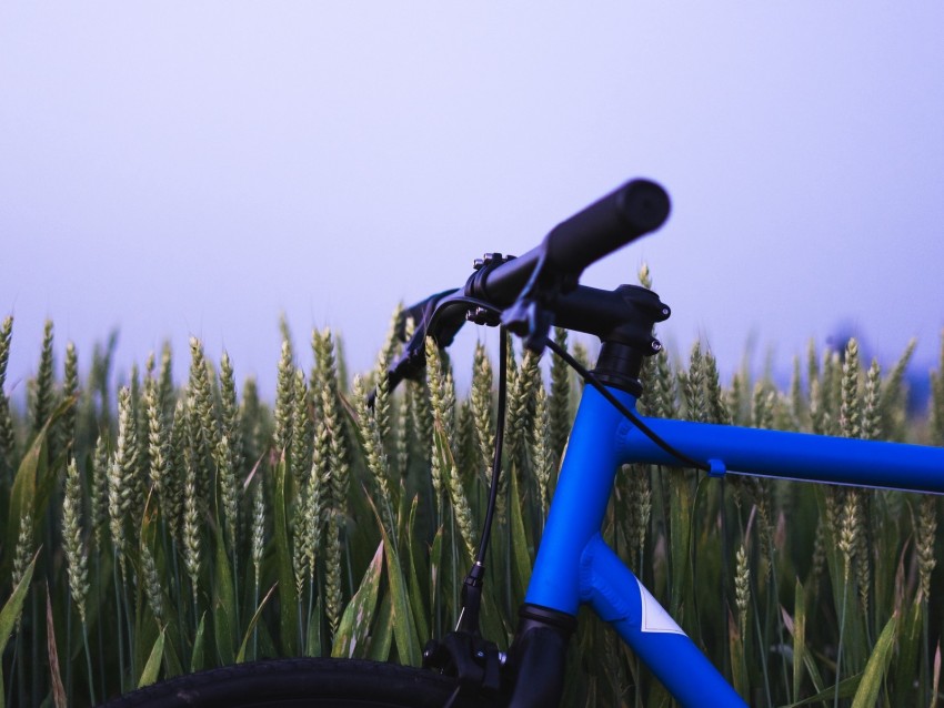 bike, ears, steering wheel, sky