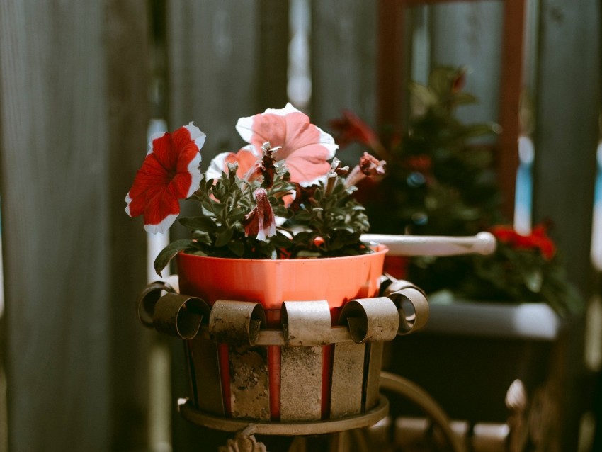 bike, flowers, pot, decoration