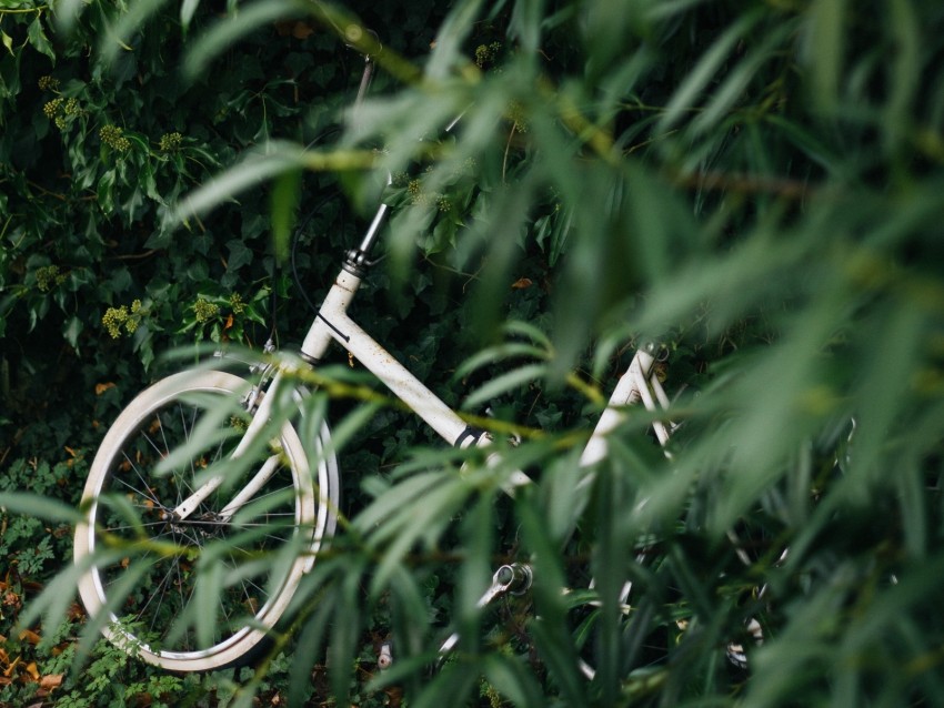 bike, leaves, branches, green