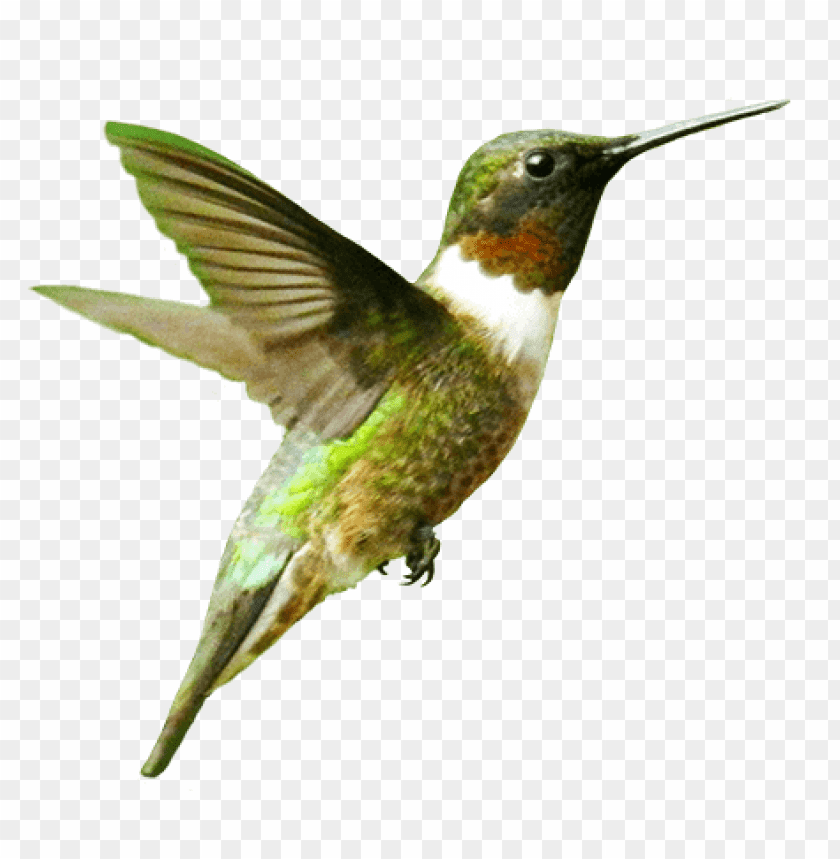 Colorful hummingbird in mid-flight with spread wings PNG