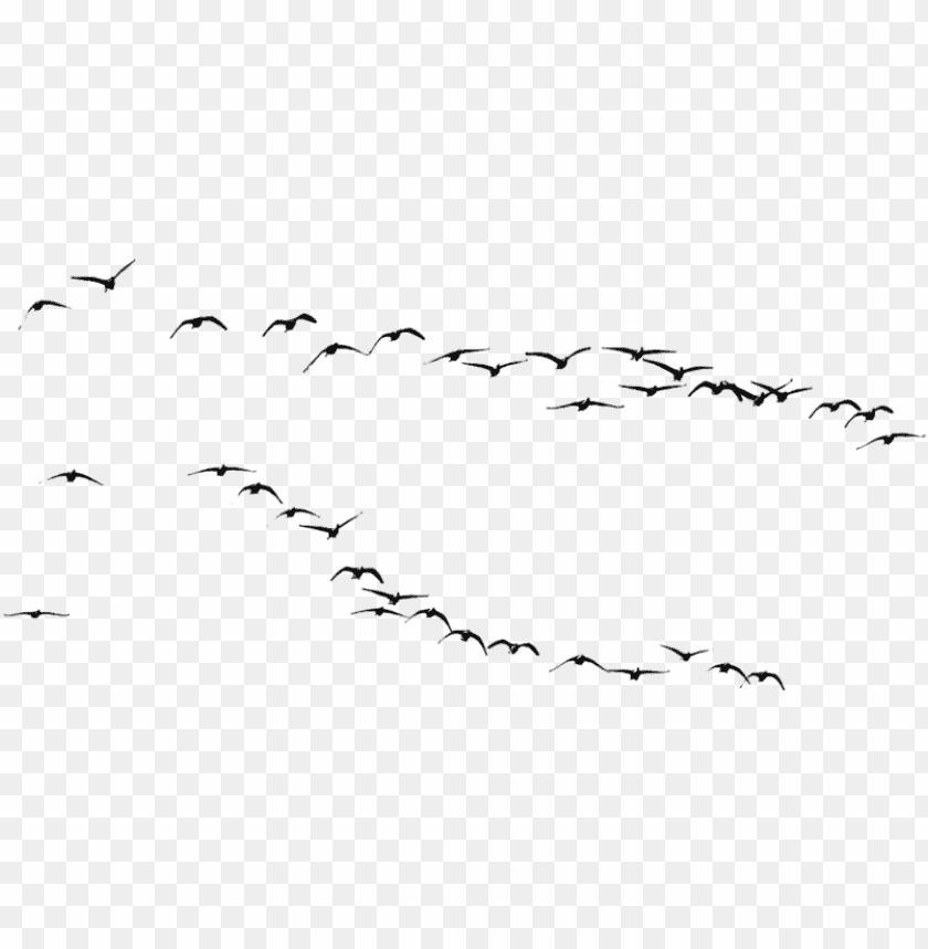 Silhouette of flying birds in a clear sky against a transparent background PNG