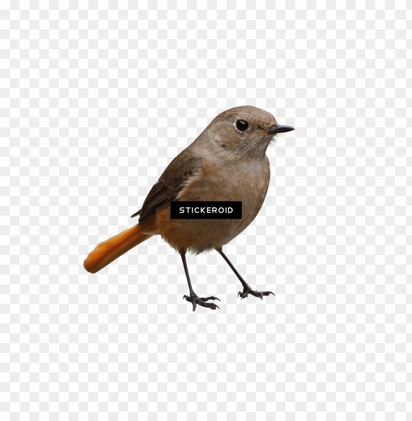 phoenix bird, twitter bird logo, big bird, bird wings, flappy bird pipe, bird