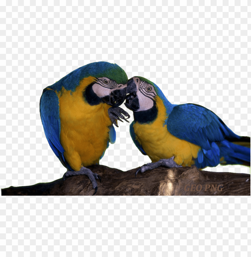 parrots, colorful birds, tropical wildlife, macaw, nature photography, exotic pets, birdwatching