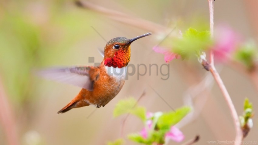 Bird Blur Branch Flight Hummingbird Wallpaper PNG Transparent Background