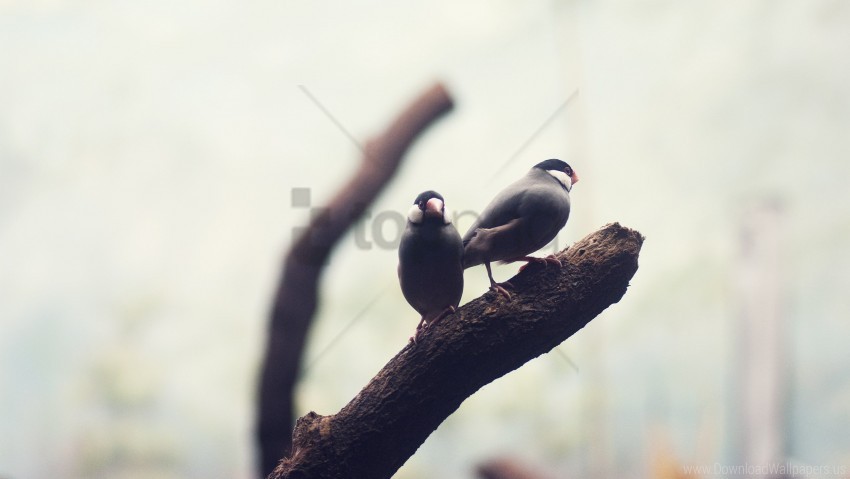 Bird Blur Branch Wallpaper PNG Transparent Background