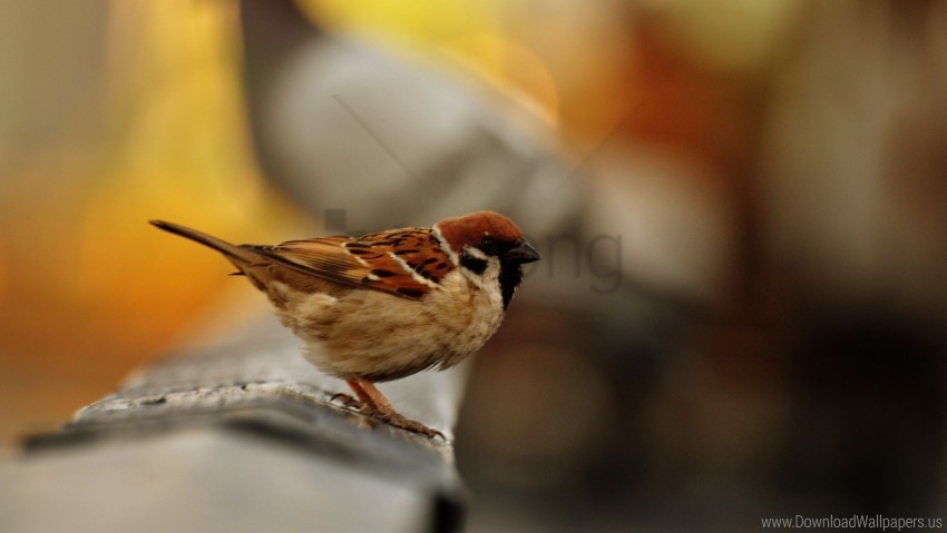 bird, sparrow, wildlife, nature, avian, perched, feathers