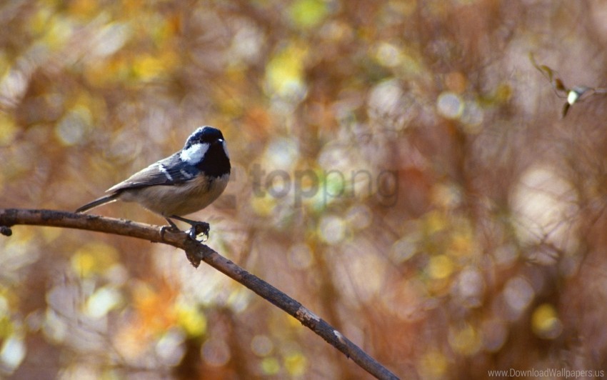 Bird Blur Glare Twig Wallpaper PNG Transparent Background