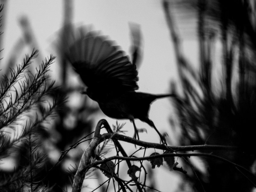 Bird Branch Bw Silhouette Dark Flight Background