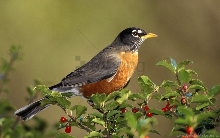 Bird Branch Color Fruit Wallpaper PNG Transparent Background