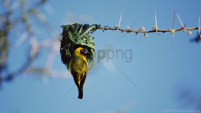 Bird Branch Color Nest Sky Wallpaper PNG Transparent Background