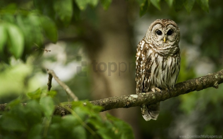 Bird Branch Color Owl Predator Sit Wallpaper PNG Transparent Background