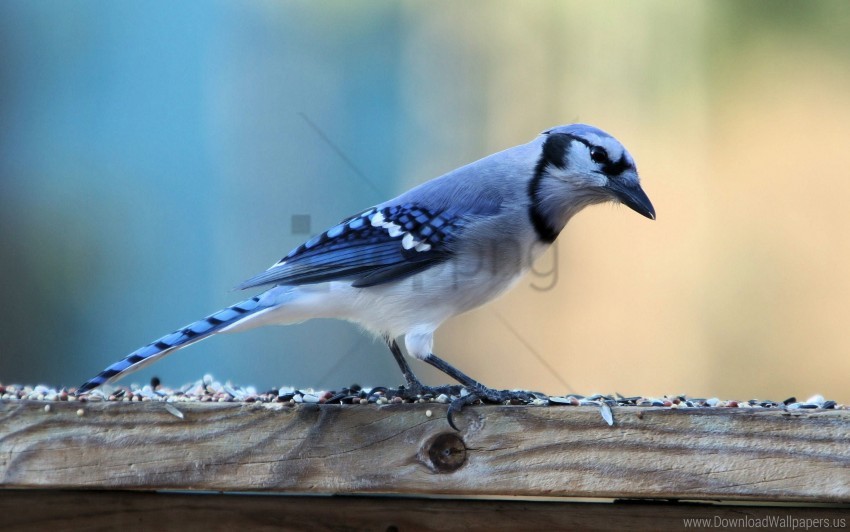 Bird Branch Color Sit Wallpaper PNG Transparent Background