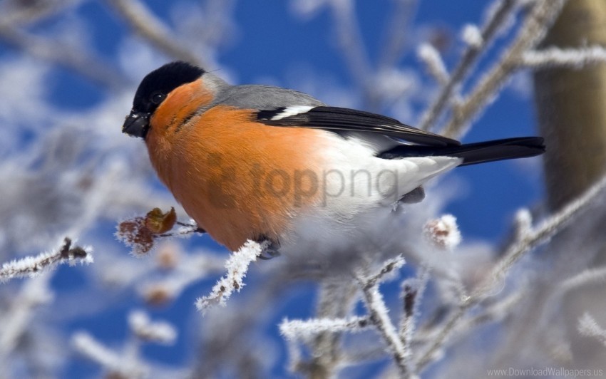 Bird Branch Color Sit Wallpaper PNG Transparent Background