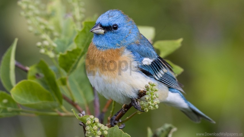 Bird Branch Color Unusual Wallpaper PNG Transparent Background