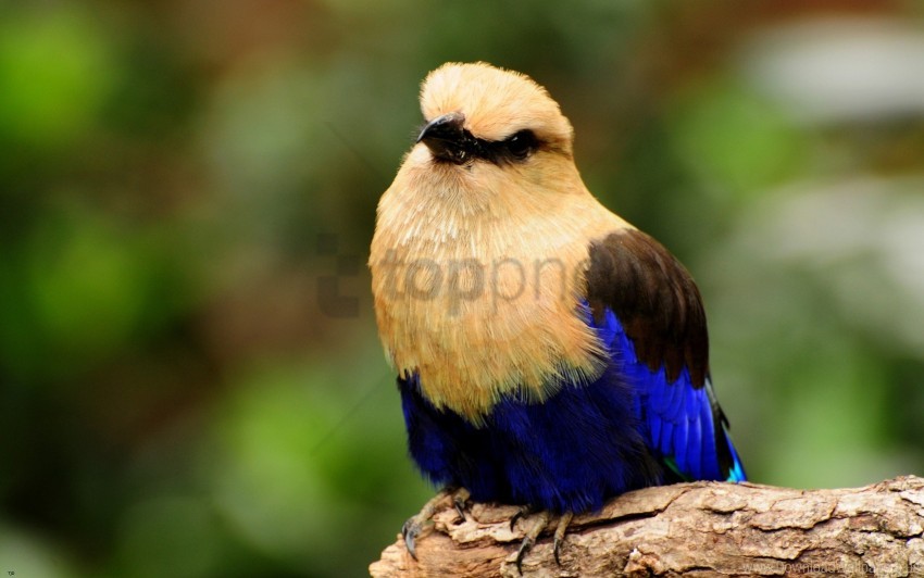 bird, colorful plumage, wildlife, tropical fauna, nature photography, avian species, bright colors