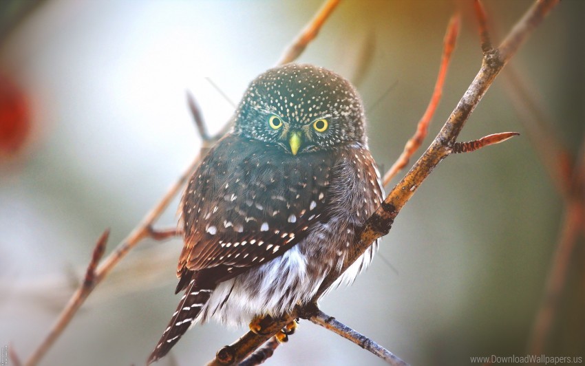 Bird Branch Glare Owl Wallpaper PNG Transparent Background