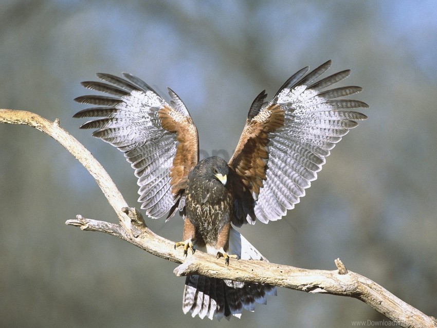 Bird Branch Hawk Wings Wallpaper PNG Transparent Background