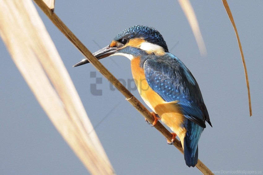 Bird Branch Kingfisher Wallpaper PNG Transparent Background