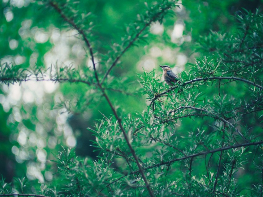 bird, branch, leaves, blur, bokeh