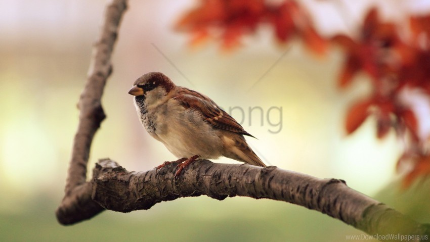 Bird Branch Leaves Sparrow Tree Wallpaper PNG Transparent Background