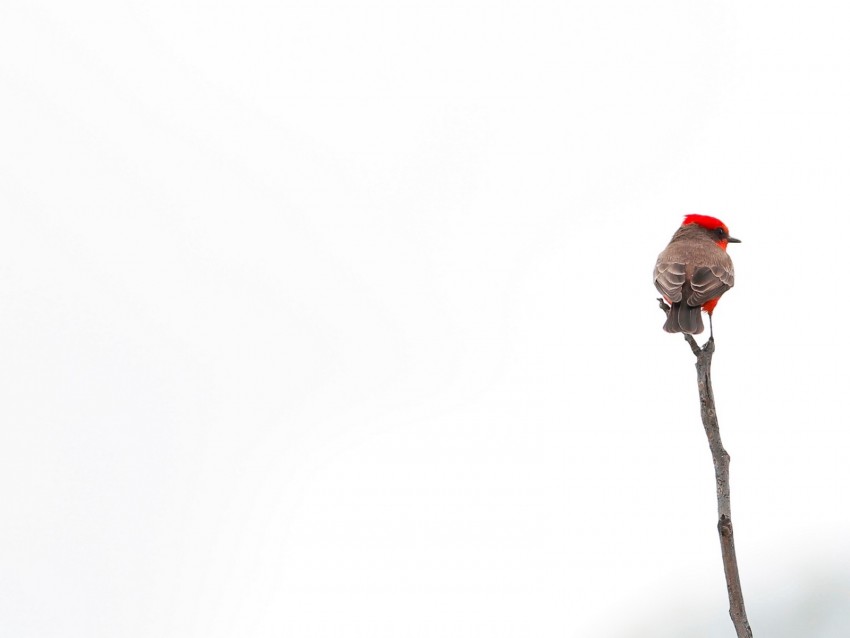 bird, branch, minimalism, white