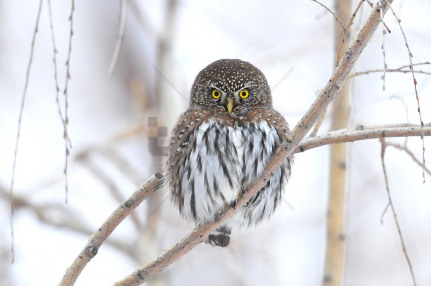 Bird Branch Owl Winter Wallpaper PNG Transparent Background