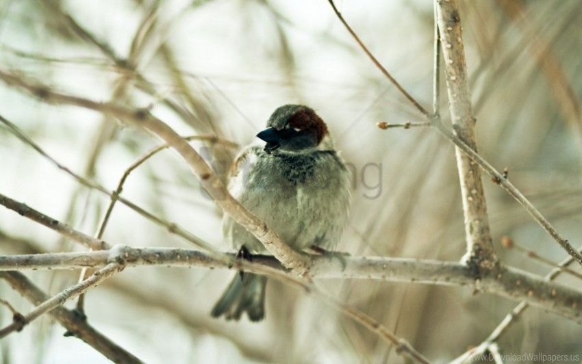 Bird Branch Sit Sparrow Wallpaper PNG Transparent Background