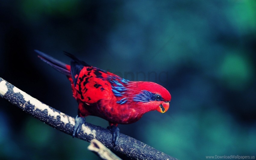 Bird Branch Sit Wallpaper PNG Transparent Background