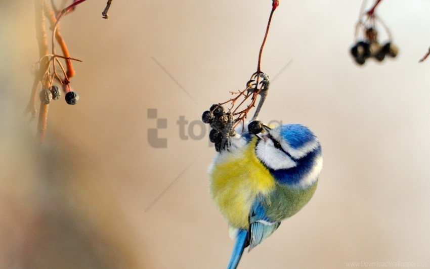 Bird Branch Spotted Titmouse Wallpaper PNG Transparent Background