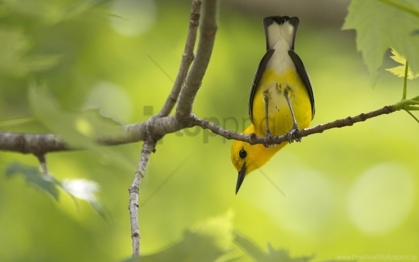 bird, nature, yellow bird, tree branch, wildlife, avian species, forest habitat