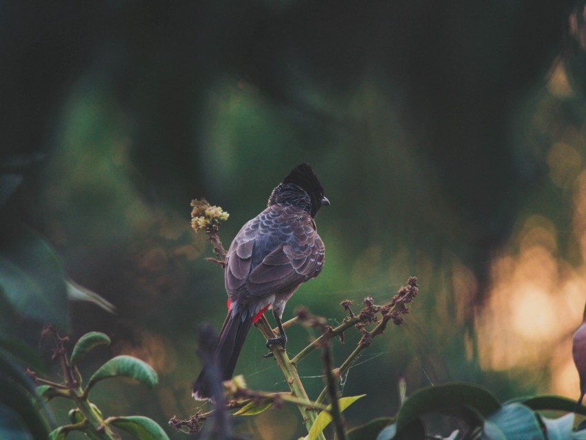 bird, branches, feathers, color, black