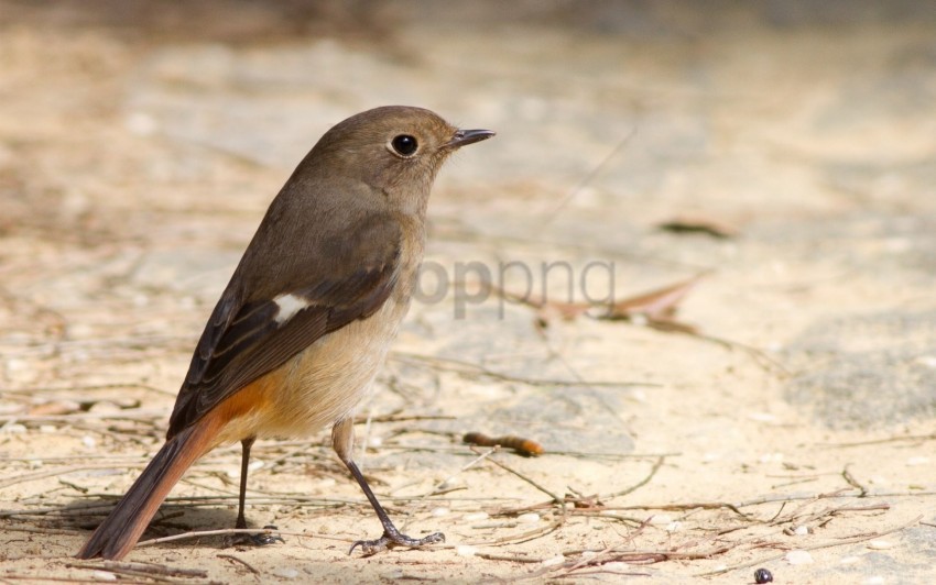 Bird Brown Earth Feathers Wallpaper PNG Transparent Background