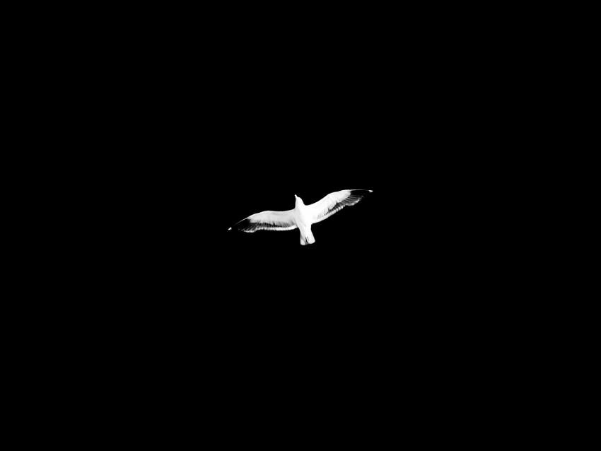 Bird Bw Flight Wings Sky Minimalism Background