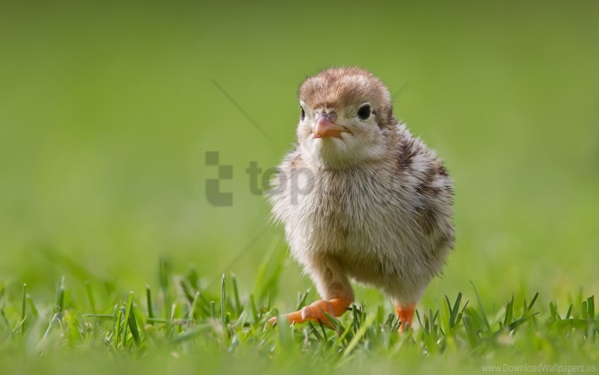 Bird Chicken Grass Wallpaper PNG Transparent Background